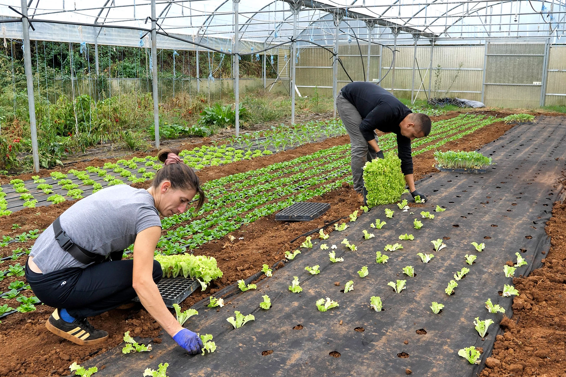 Pročitajte više o članku Sadnja salate na OPG-u Siljan u sklopu projekta InoBioPov